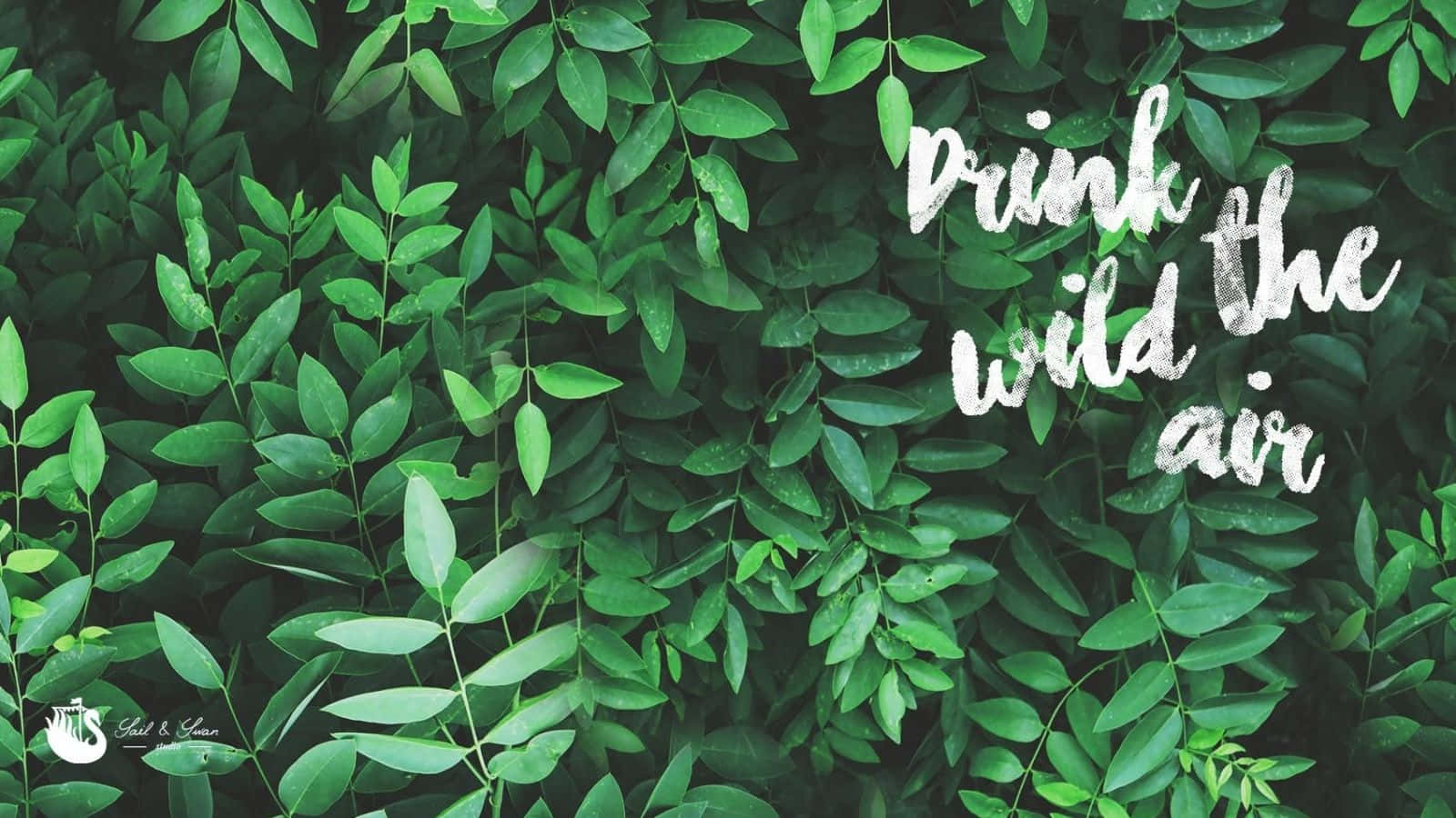 Enjoy A Tranquil Stroll Through The Lush, Tropical Landscape. Background