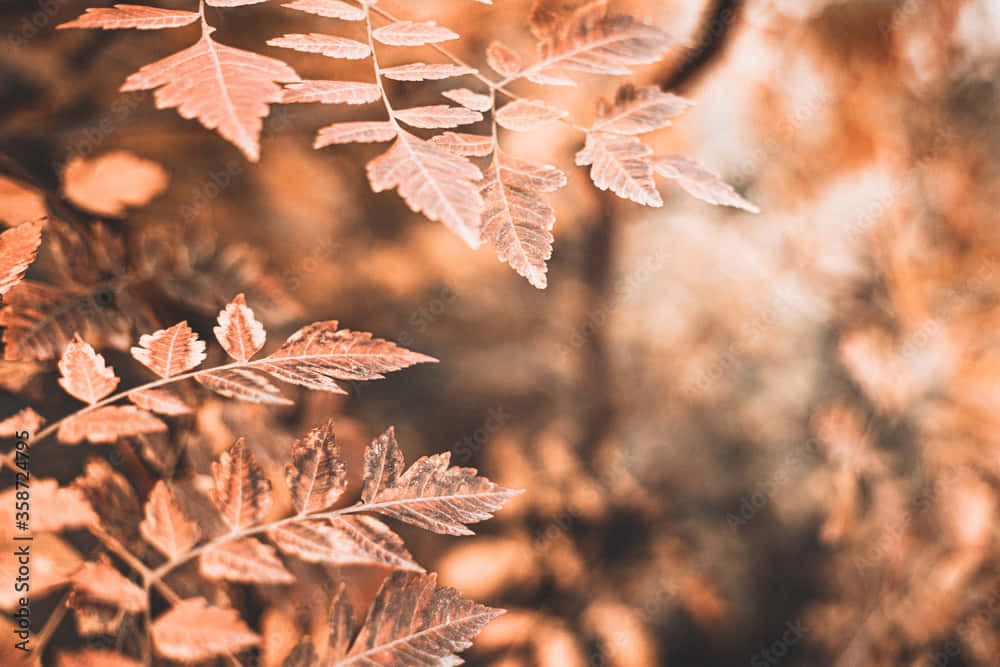 Enjoy A Vintage Autumn With A Hot Cup Of Coffee And Crunchy Leaves. Background