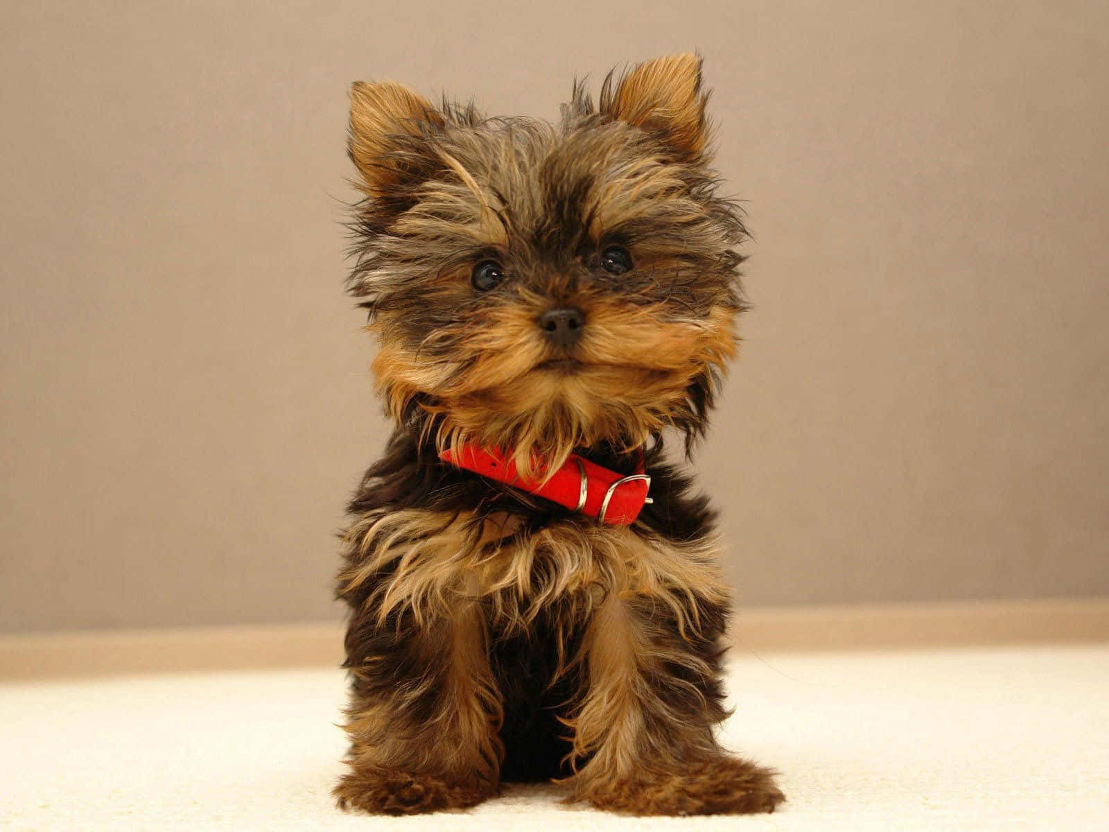 Enjoy A Walk Outside With Your Teacup Yorkie Background