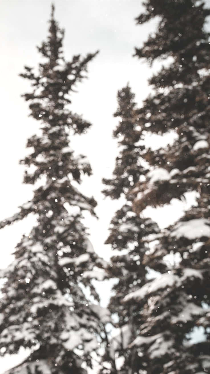 Enjoy A White Christmas Even On Your Iphone! Background