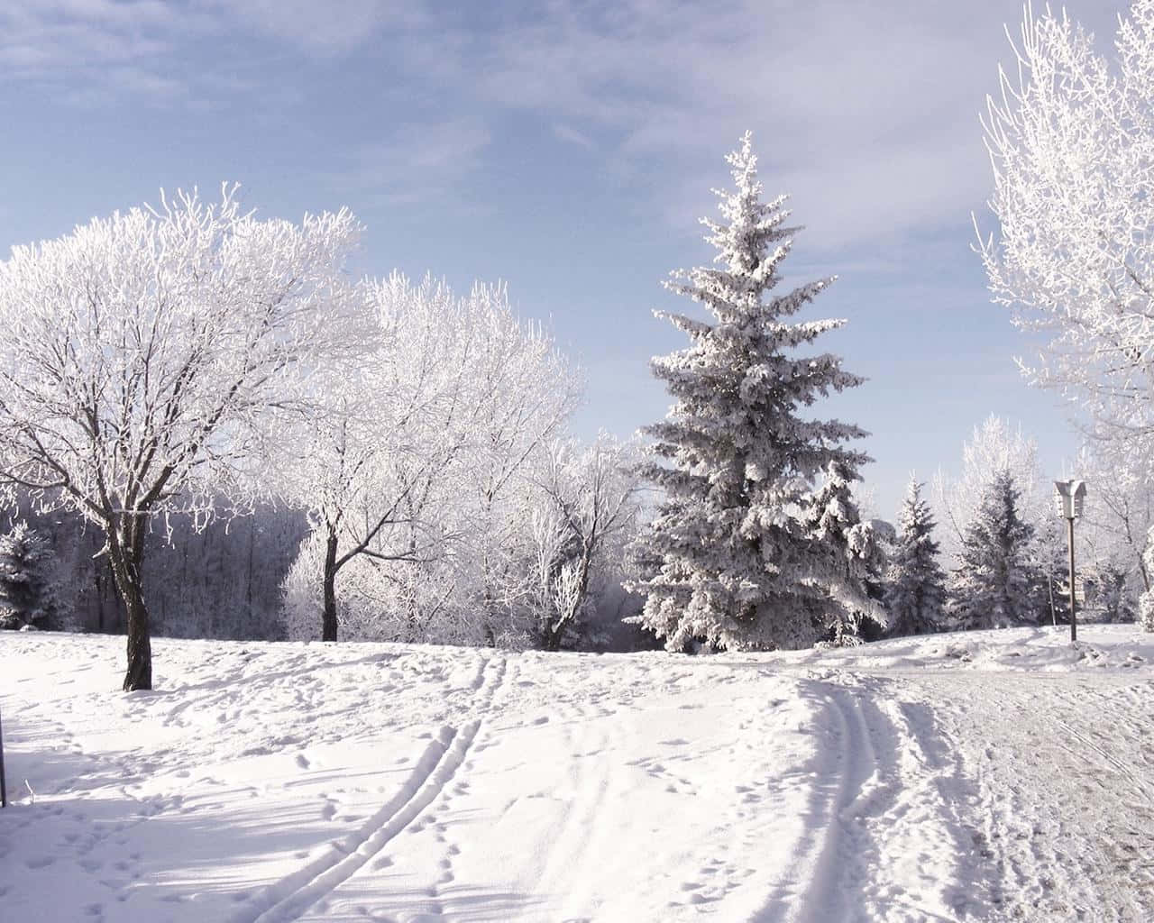Enjoy A White Winter Wonderland Background