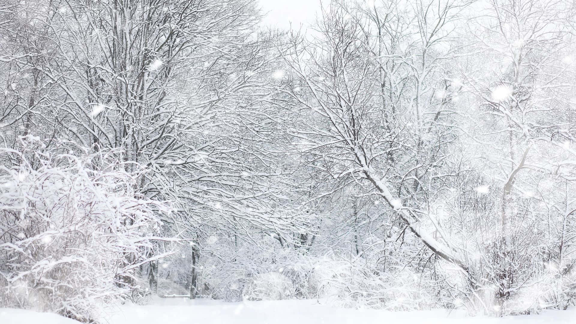 Enjoy A Winter Hike Through The Forest Background
