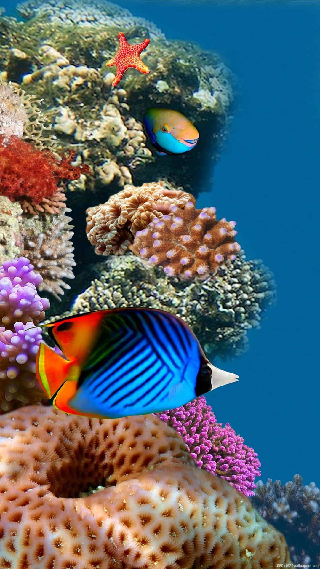 Enjoy Beautiful, Calming Views On Your Iphone With The Aquarium App! Background