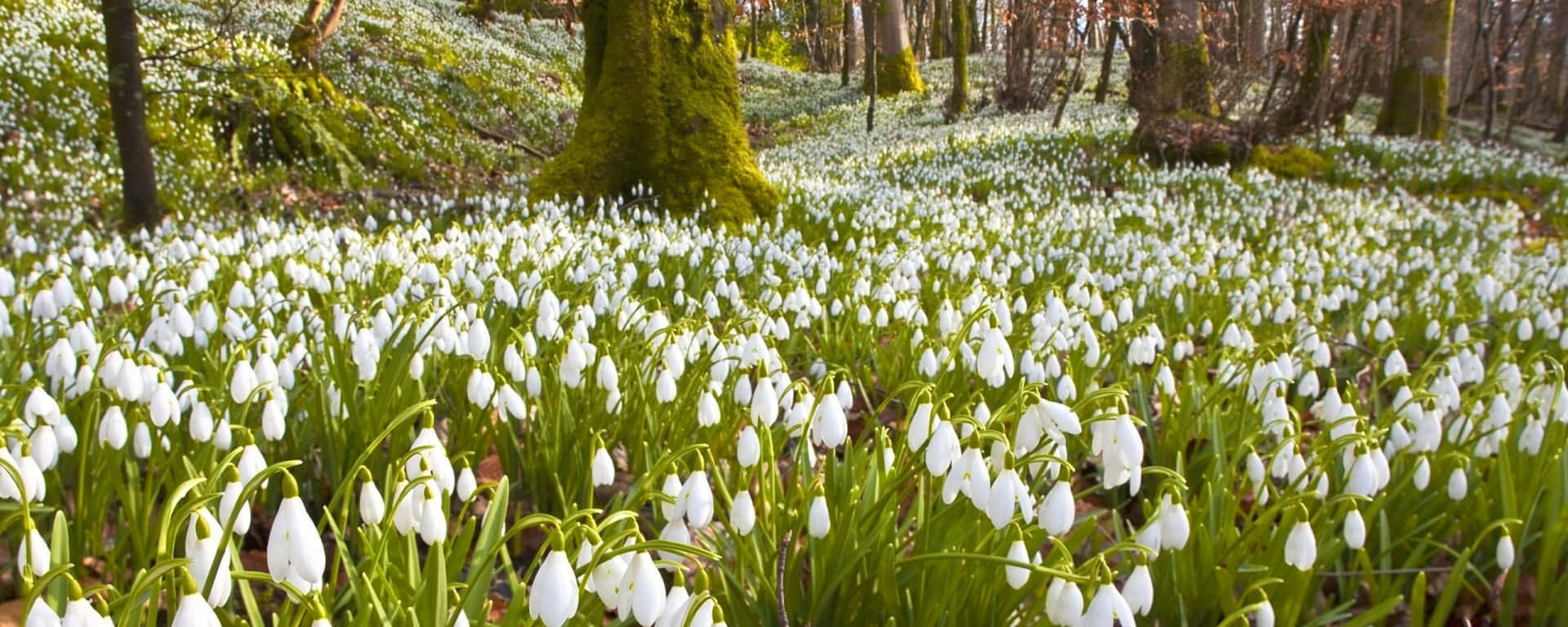 Enjoy Beautiful Spring Views On Two Monitors