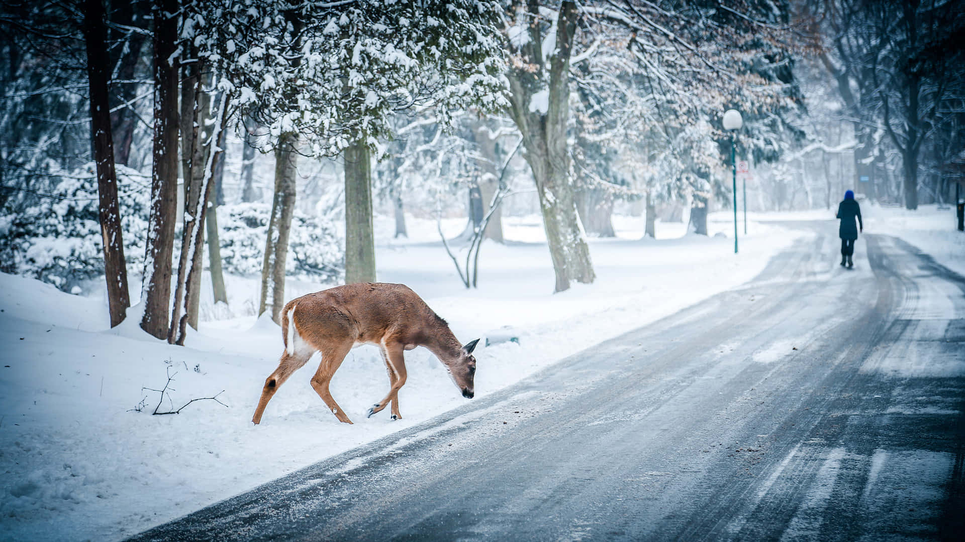 Enjoy Beautiful Winter Scenery Background