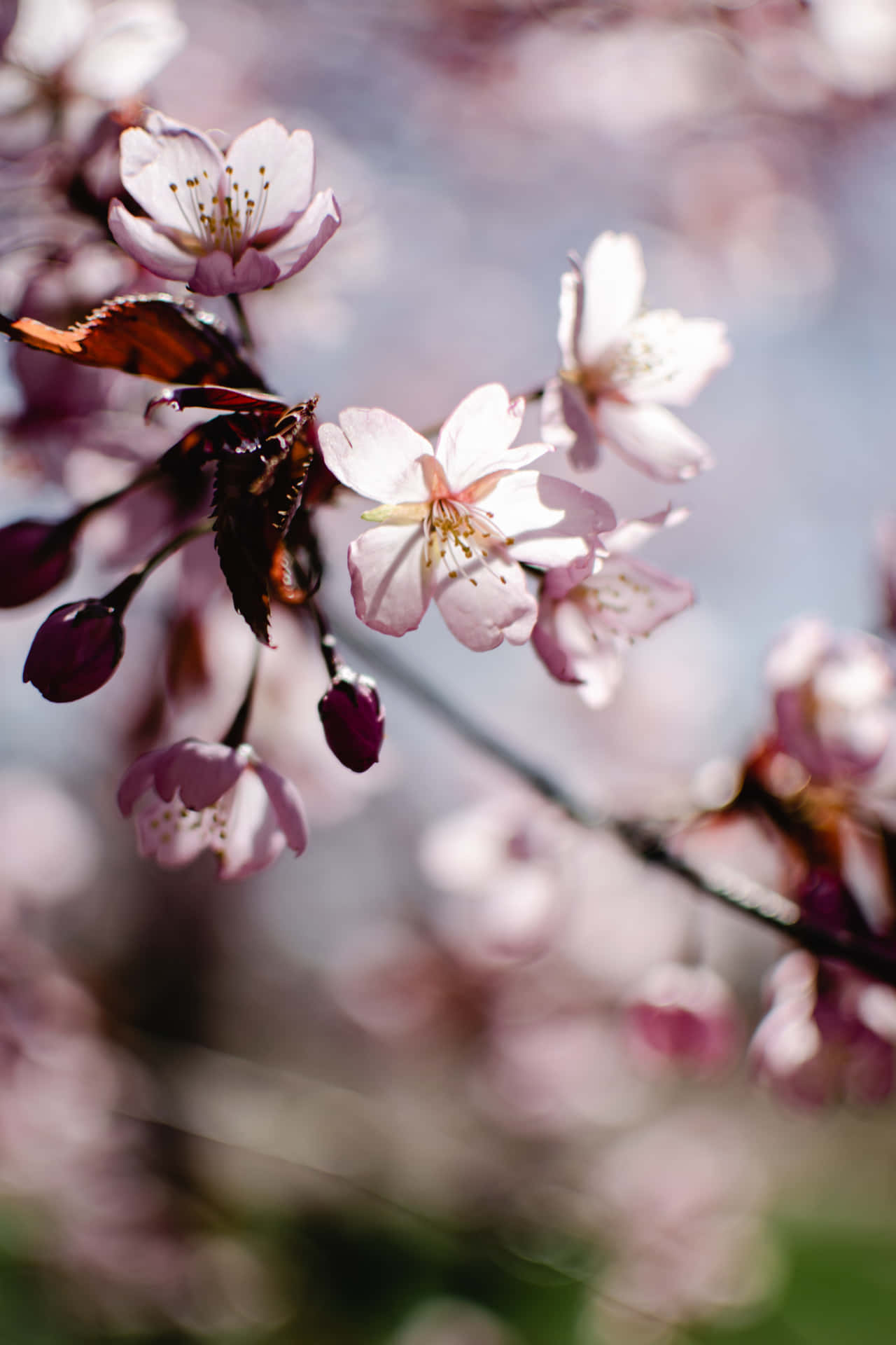 Enjoy Cherry Blossom Season With A Beautiful Bloom Background