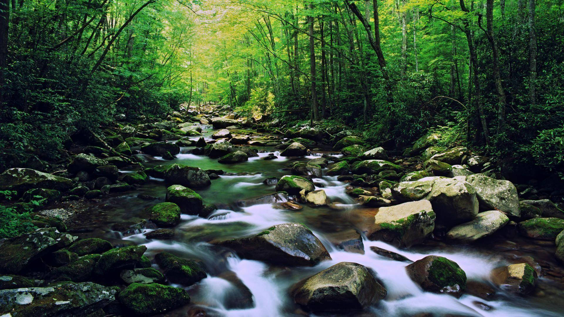 Enjoy Incredible Views Of The Great Smoky Mountains Background