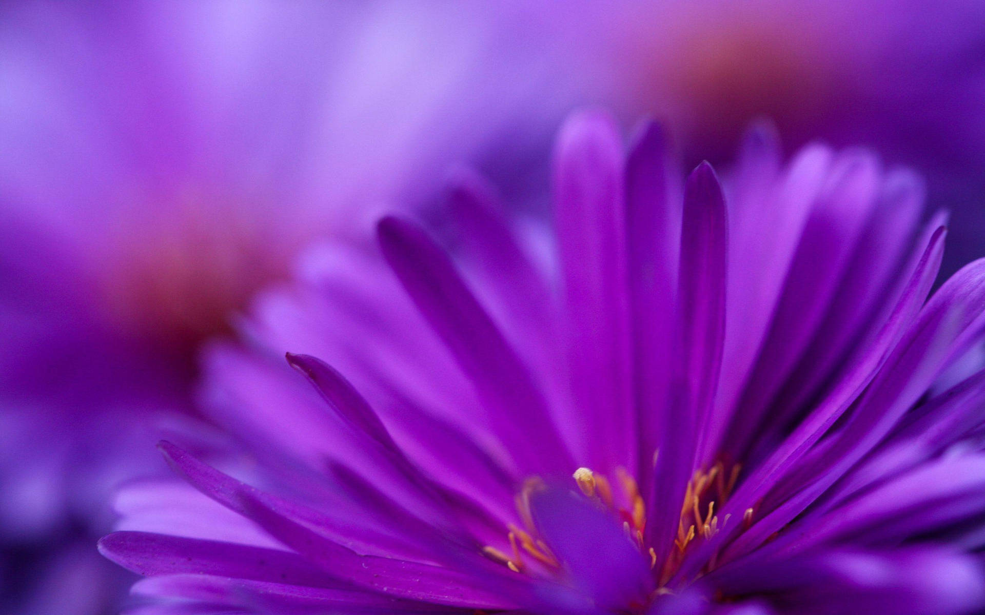 Enjoy Life And Productivity With The Purple Flower Laptop. Background