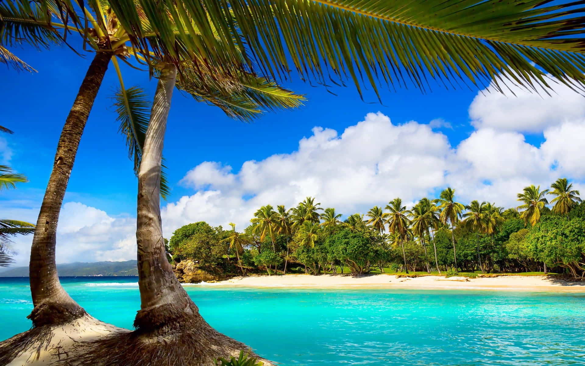 Enjoy Miami's Sunny Palm Beach Background