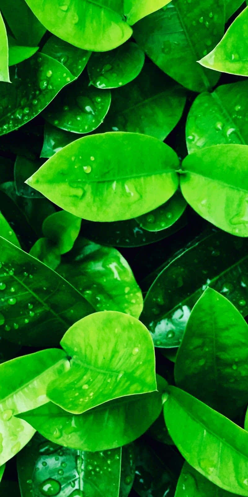 Enjoy Nature Anywhere With A Green Nature Iphone Background