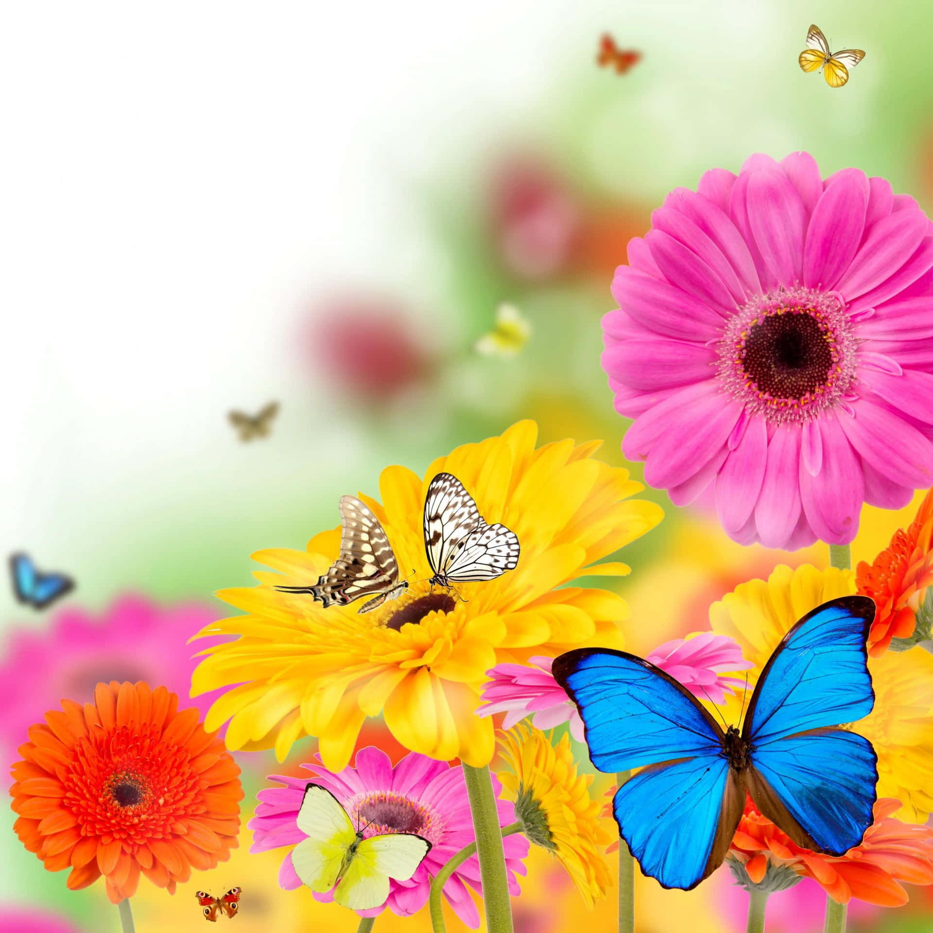 Enjoy Nature's Beauty With A Crisp, Refreshing Spring Background