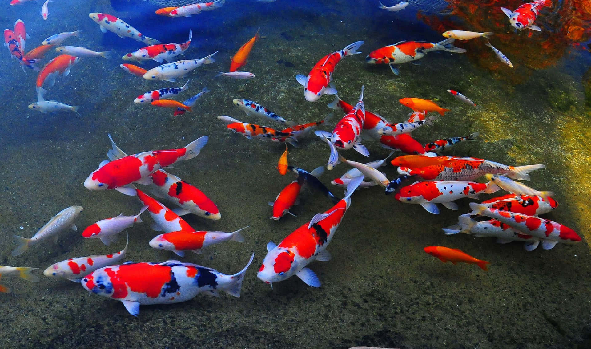 Enjoy Nature's Beauty With A Live Koi Fish Background