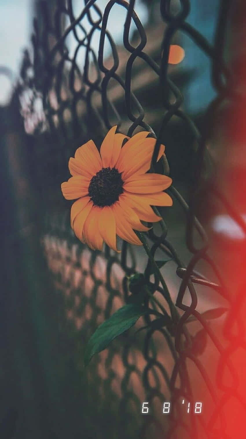 Enjoy Nature's Beauty With Sunflowers On Your Iphone Background