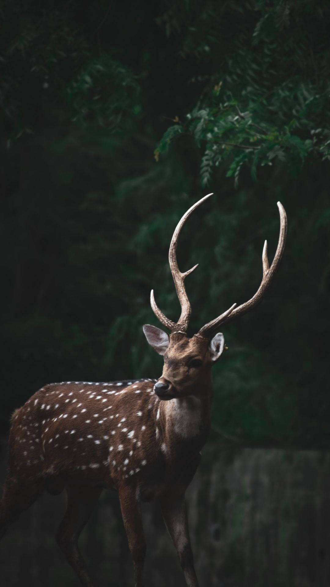 Enjoy Nature's Beauty With The Deer Iphone Background