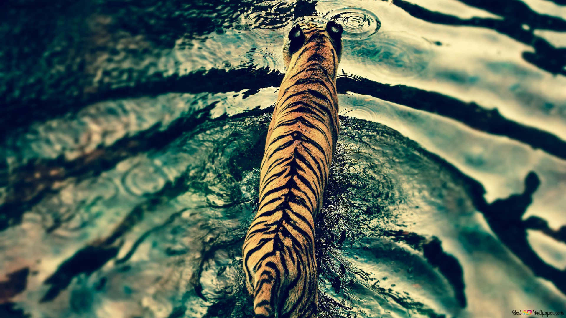 Enjoy Nature's Beauty With The Most Beautiful Animals Background