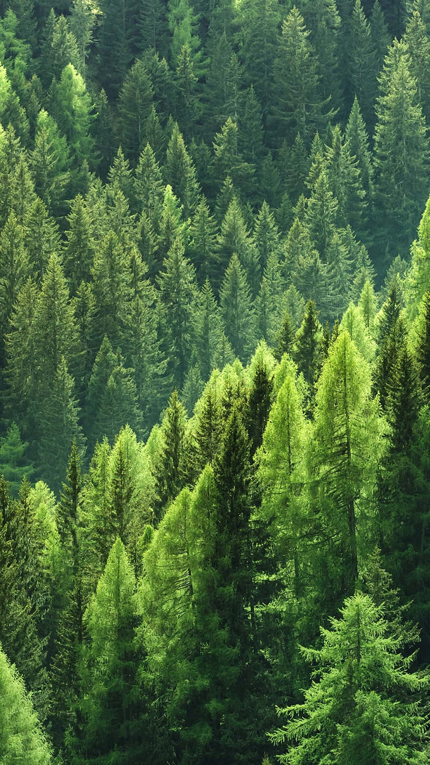 Enjoy Nature's Beauty With Trees Iphone Background