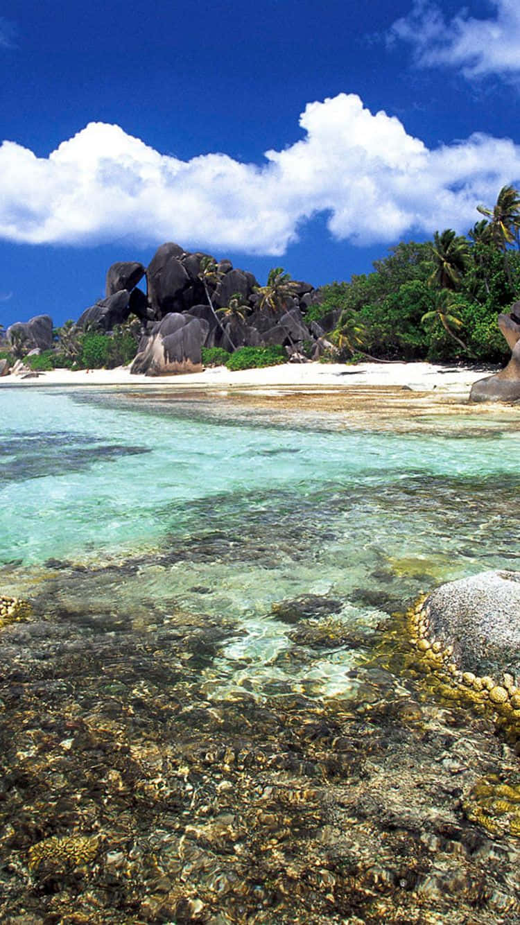 Enjoy Paradise With Your Tropical Iphone