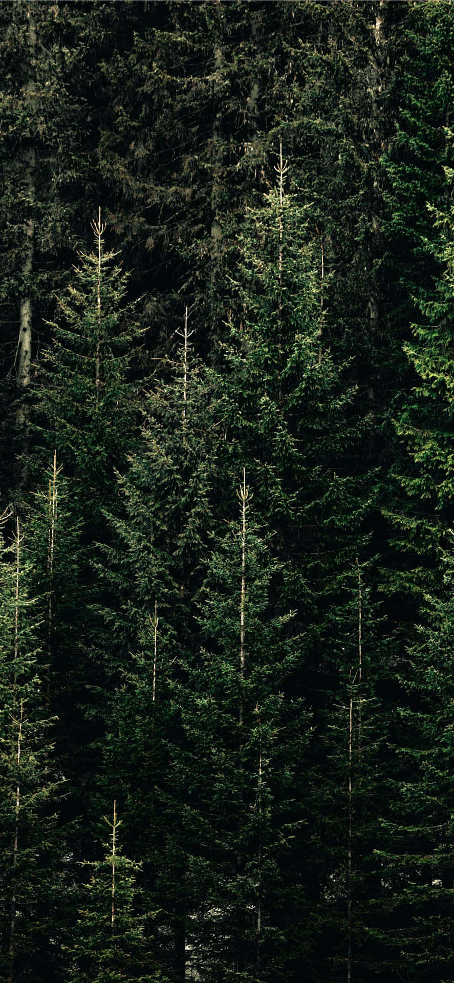 Enjoy Peace And Tranquility Of Nature Through This Amazing Wallpaper. Background