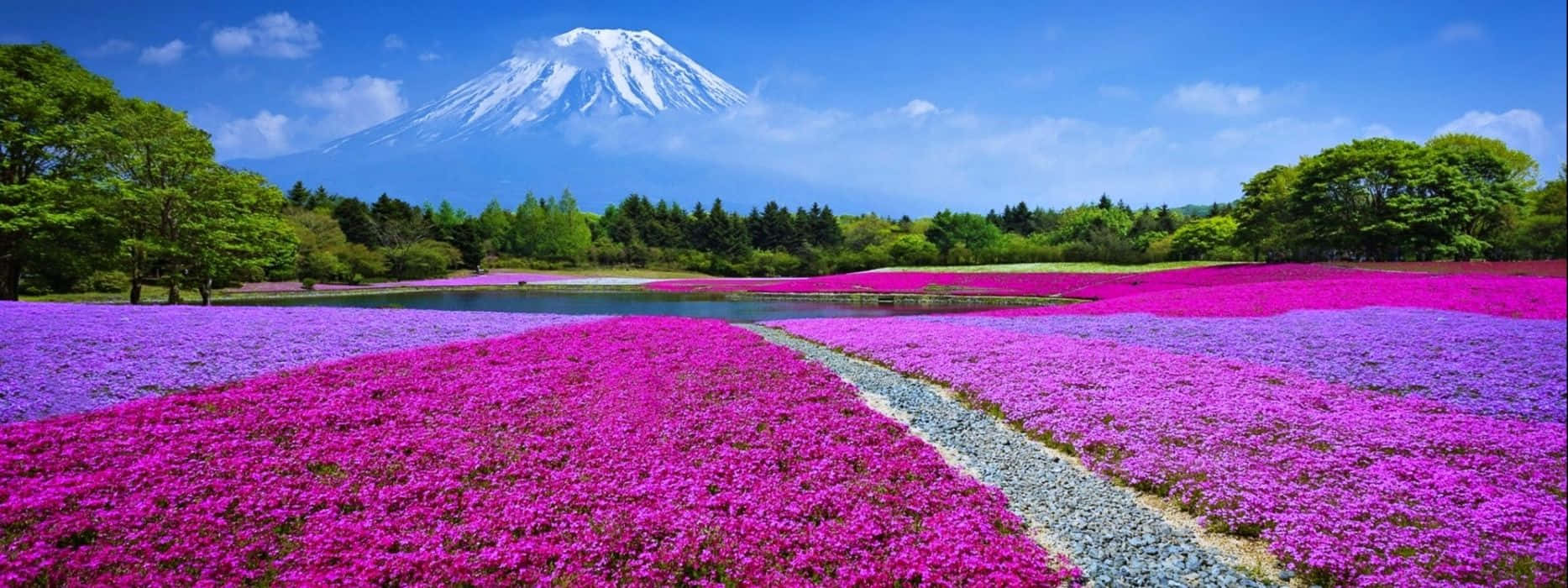 Enjoy Spring In Dual Monitor Setup