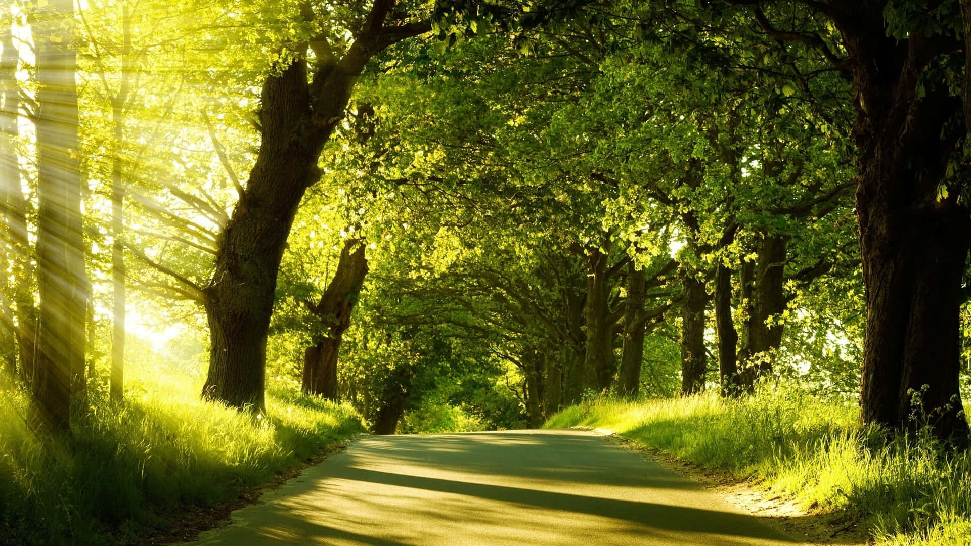 Enjoy Sunshine Amongst The Trees Background