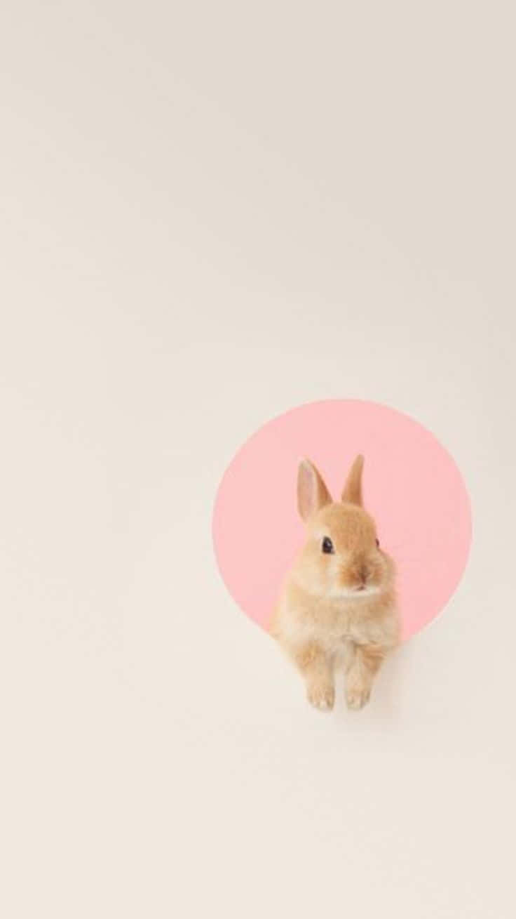 Enjoy The Adorable Company Of Kawaii Bunny Background