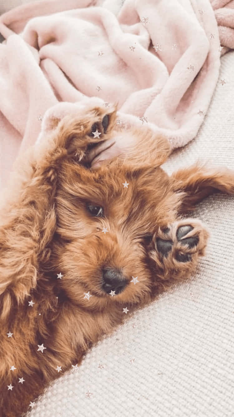 Enjoy The Aesthetic Beauty Of A Dog