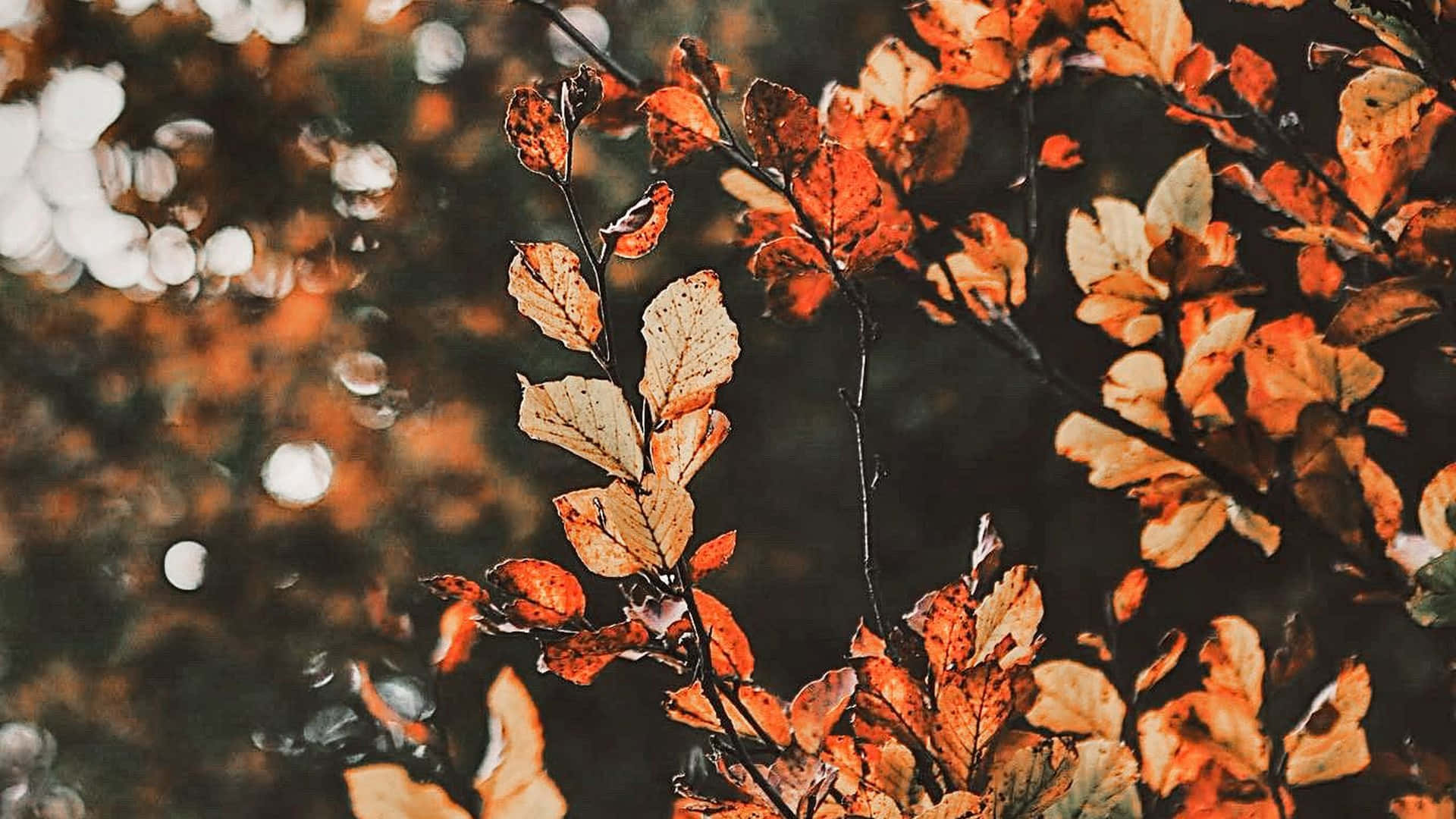 Enjoy The Autumn With A Fall Aesthetic Desktop Background