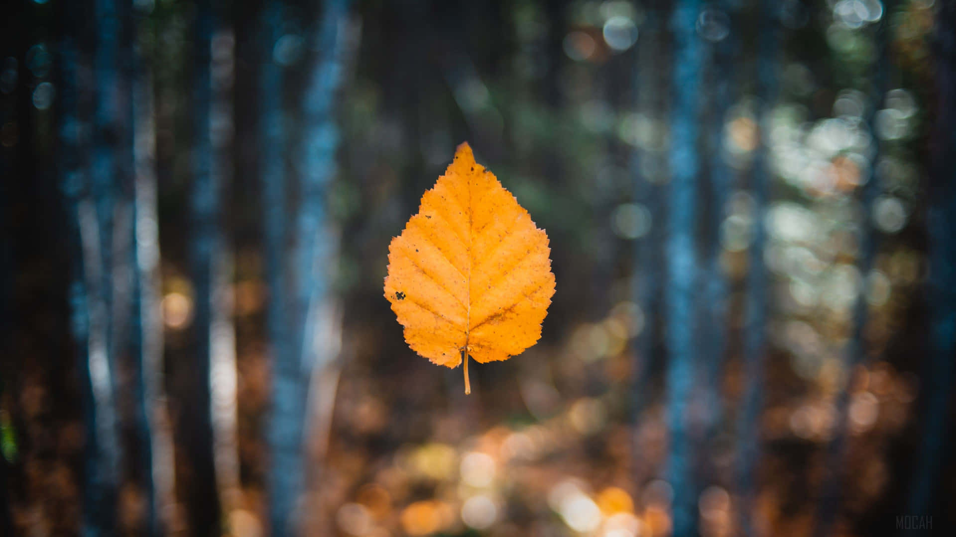 Enjoy The Autumnal Warmth Background