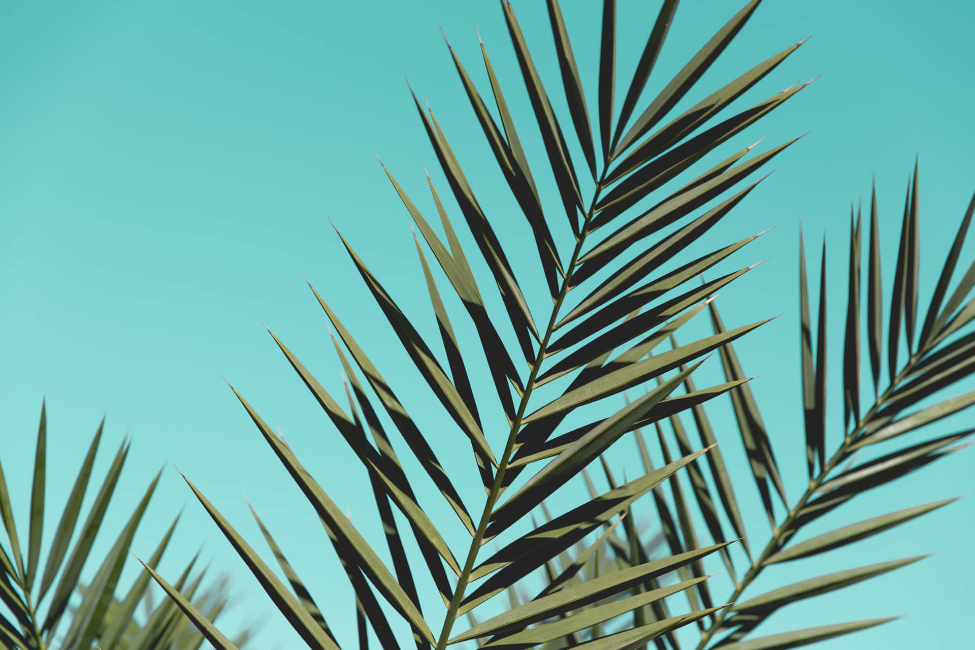 Enjoy The Beach Vibes All Day At Your Computer Desk With This Tropical Palm Tree Desktop Image