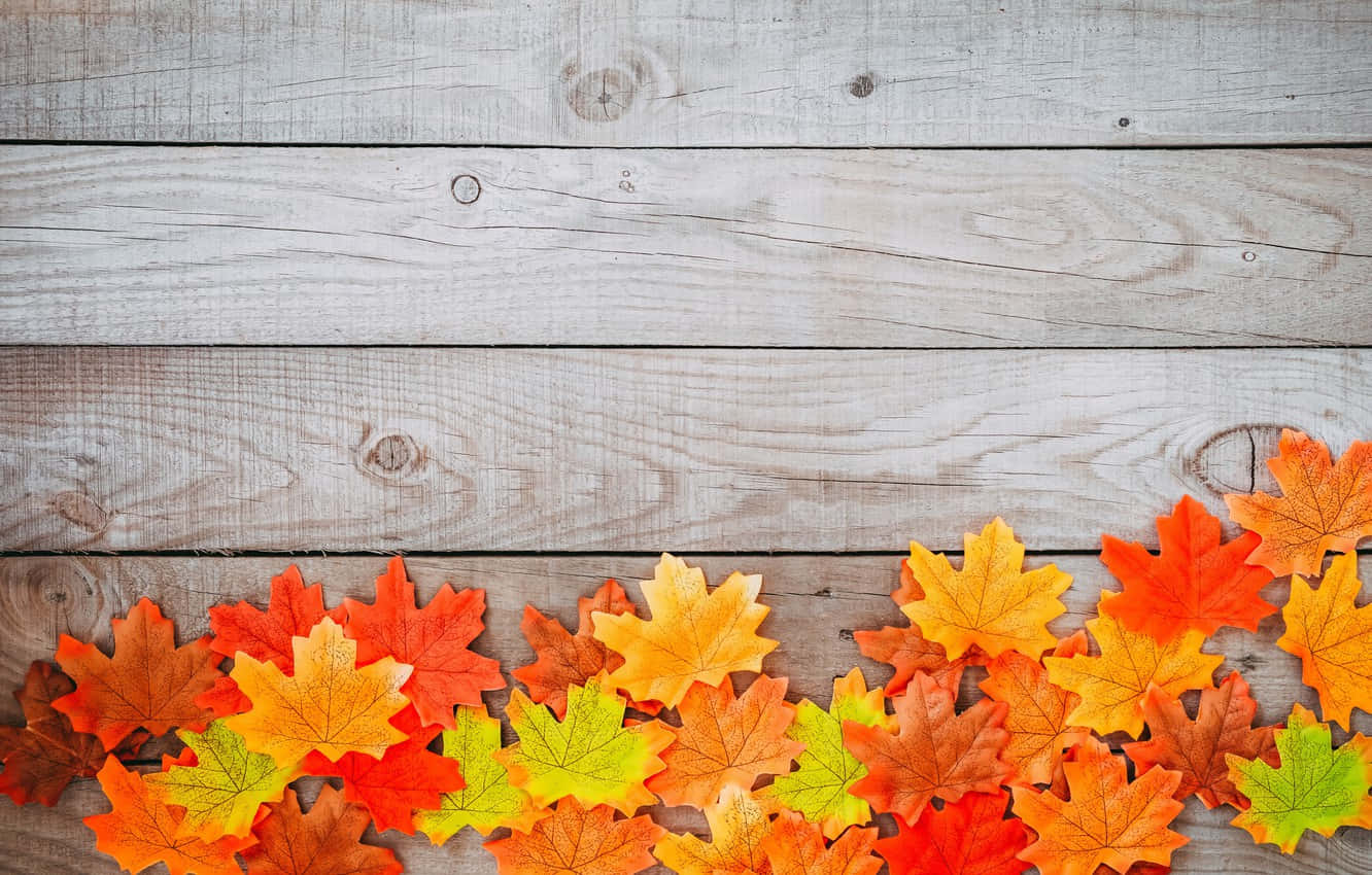 Enjoy The Beautiful Autumn Foliage This Fall Background