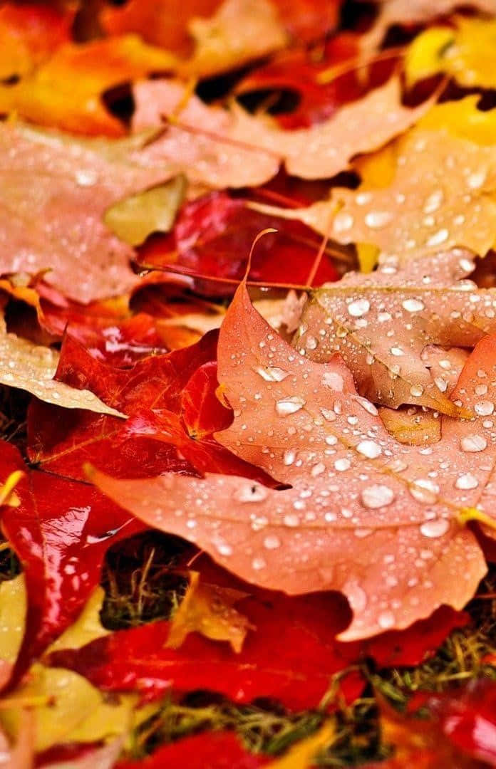 Enjoy The Beautiful Autumn Season With This Gorgeous Fall Leaves Iphone Wallpaper Background