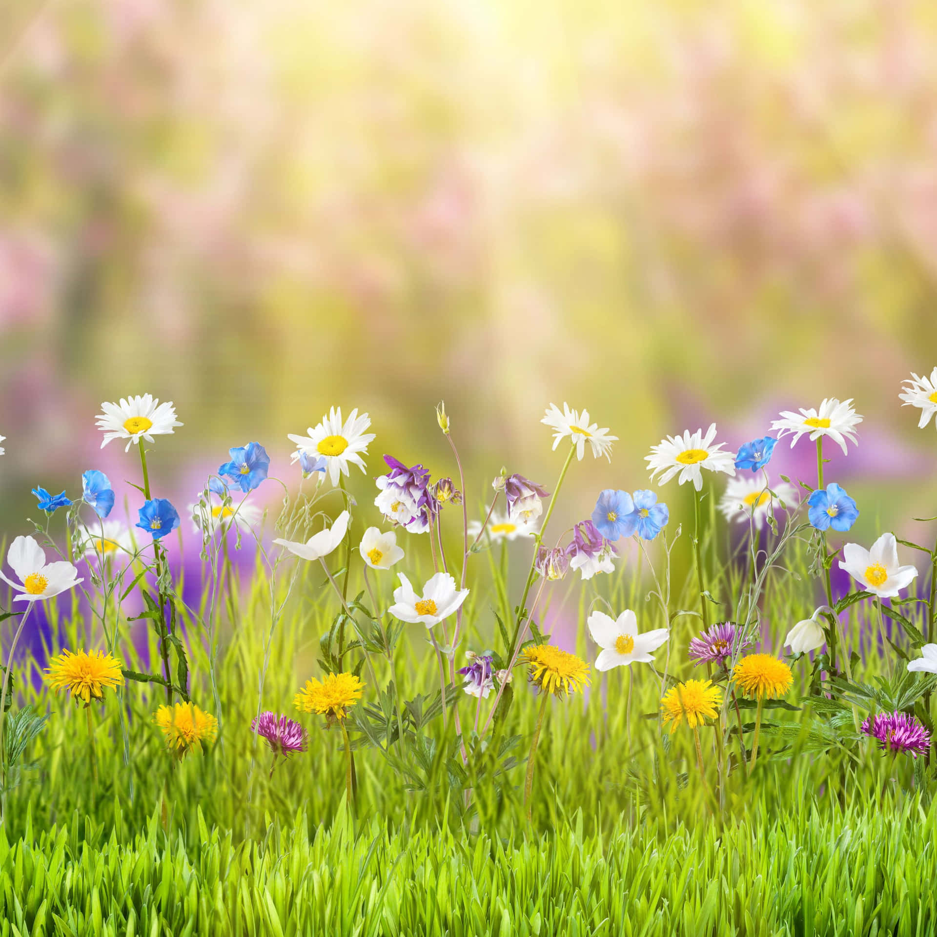 Enjoy The Beautiful Bloom Of Spring With An Ipad! Background