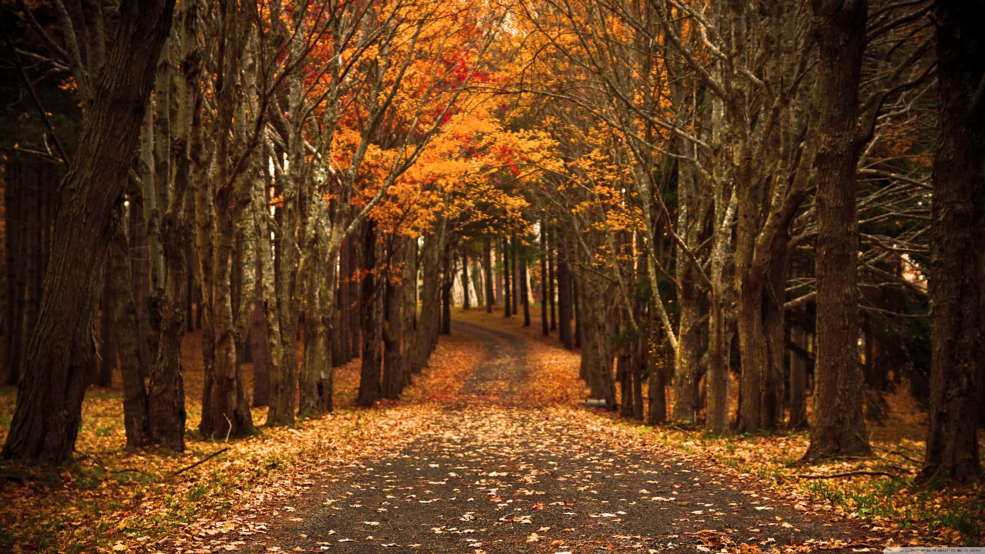 Enjoy The Beautiful Colors Of Autumn Background