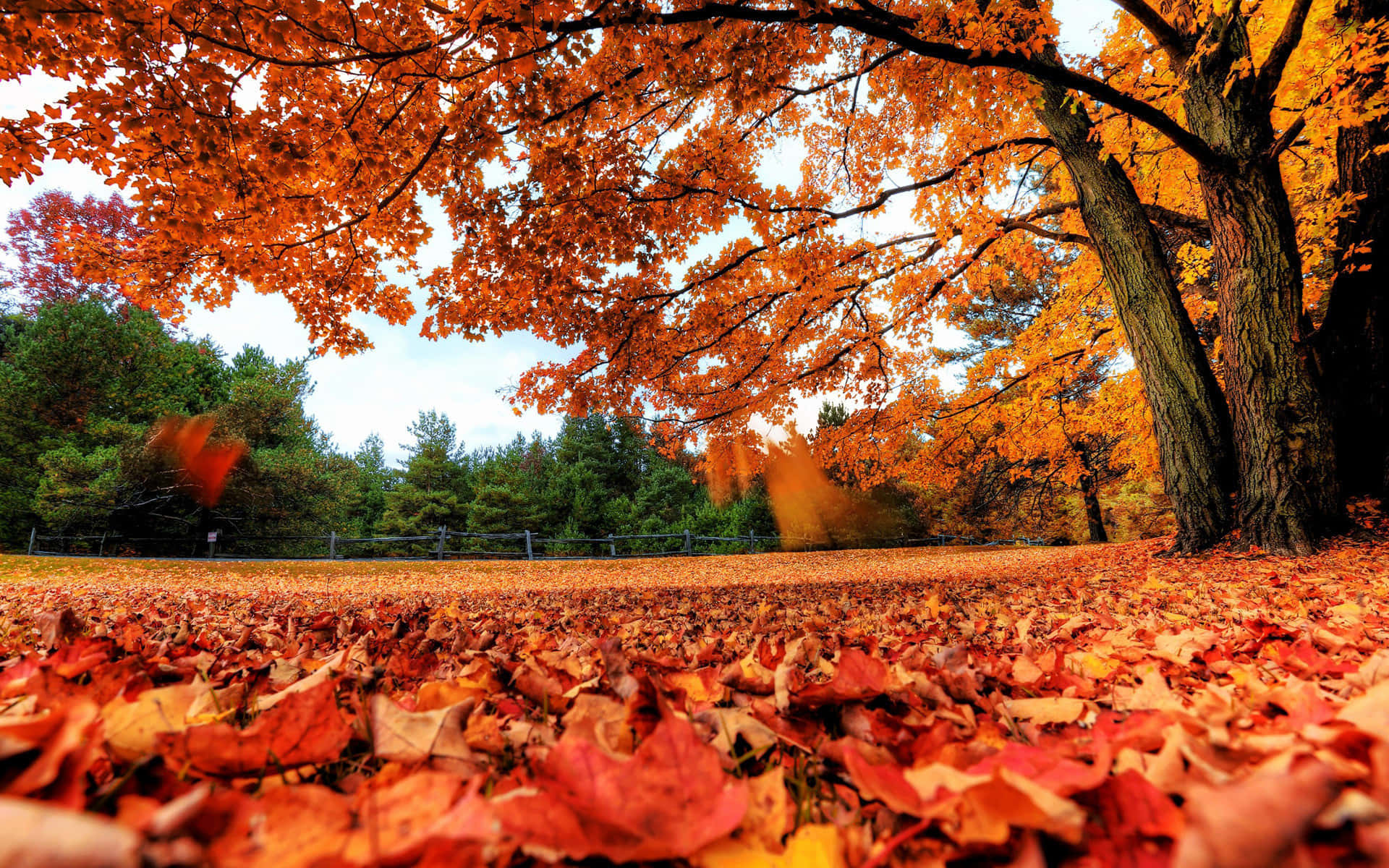 Enjoy The Beautiful Fall Colors With This Autumn Desktop Wallpaper Background