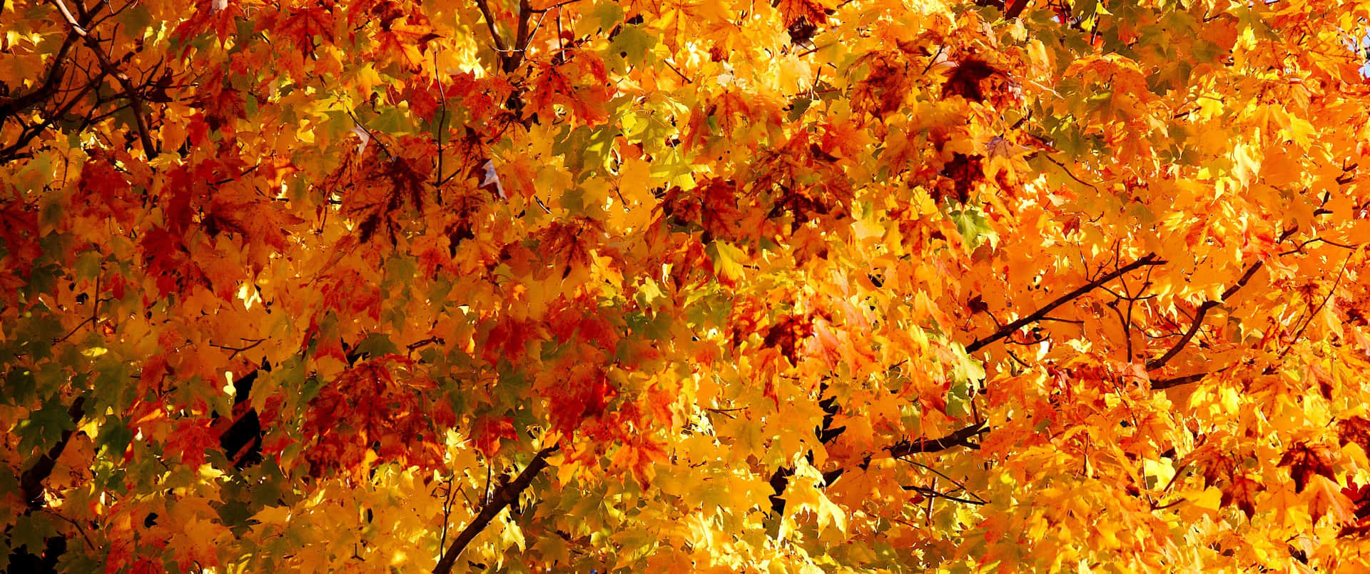 Enjoy The Beautiful Fall Season With This 3440x1440 Wallpaper! Background