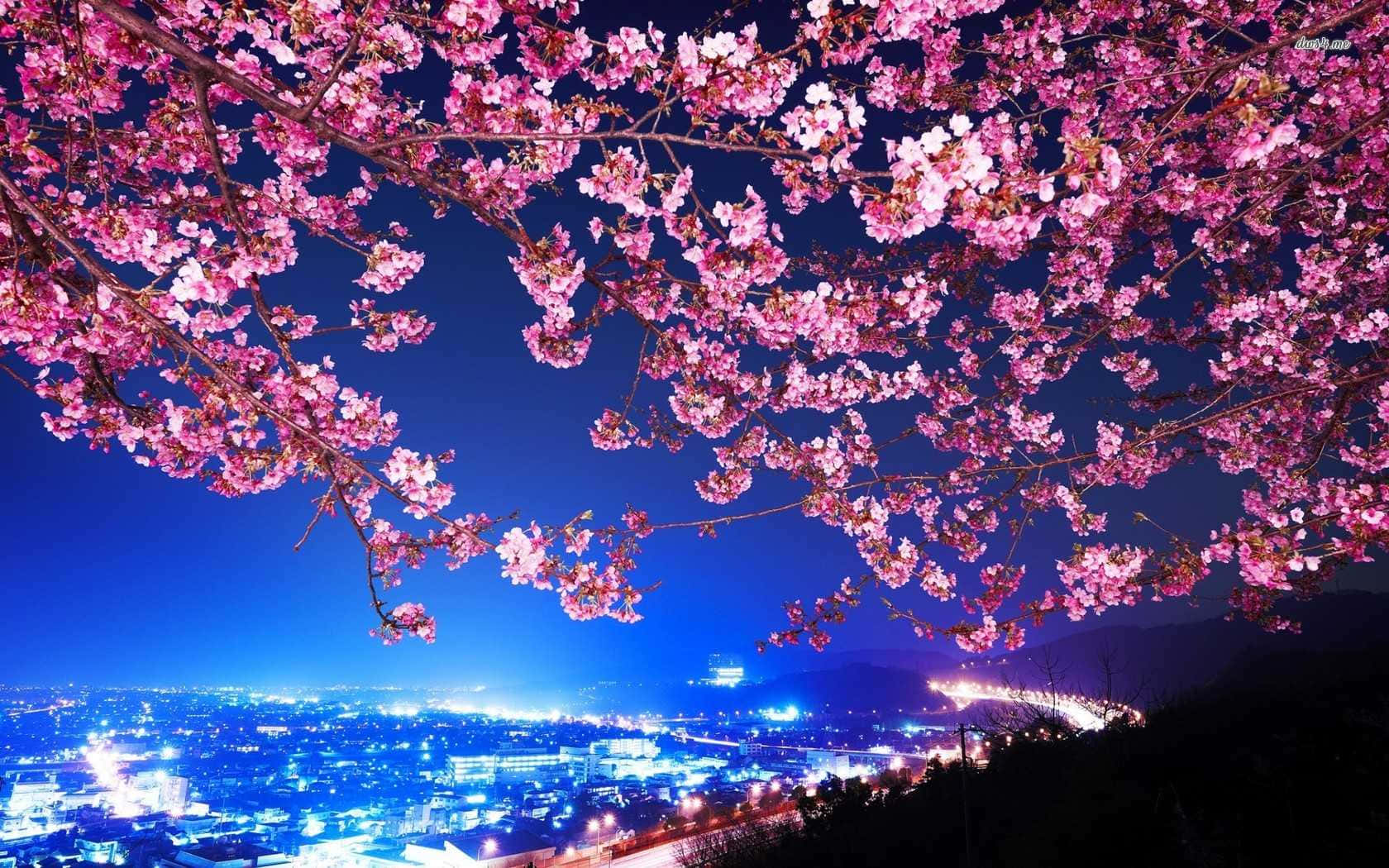 Enjoy The Beautiful Night View Of Cherry Blossoms With The Twinkle Of Stars Background