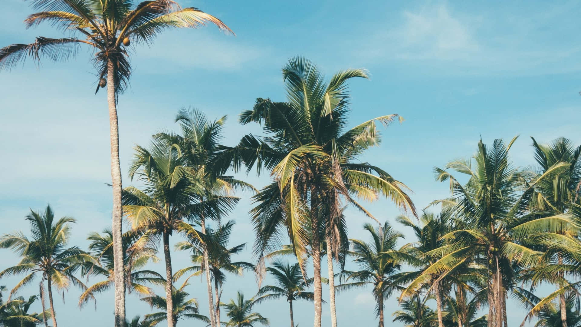 Enjoy The Beautiful Sight Of A Tropical Palm Tree On Your Desktop Wallpaper
