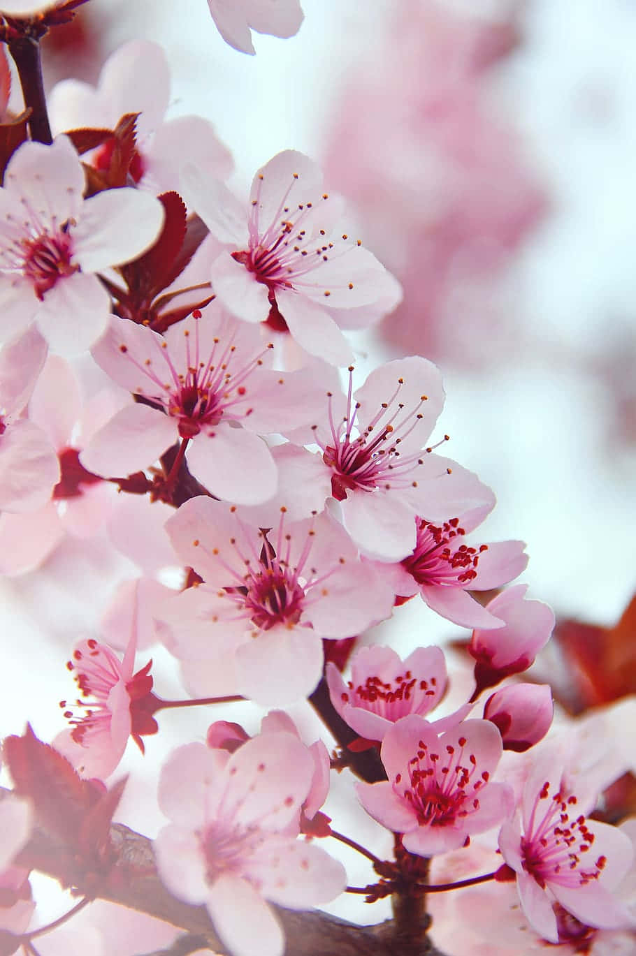Enjoy The Beautiful, Striking Colors Of A Pink Flower Phone Background