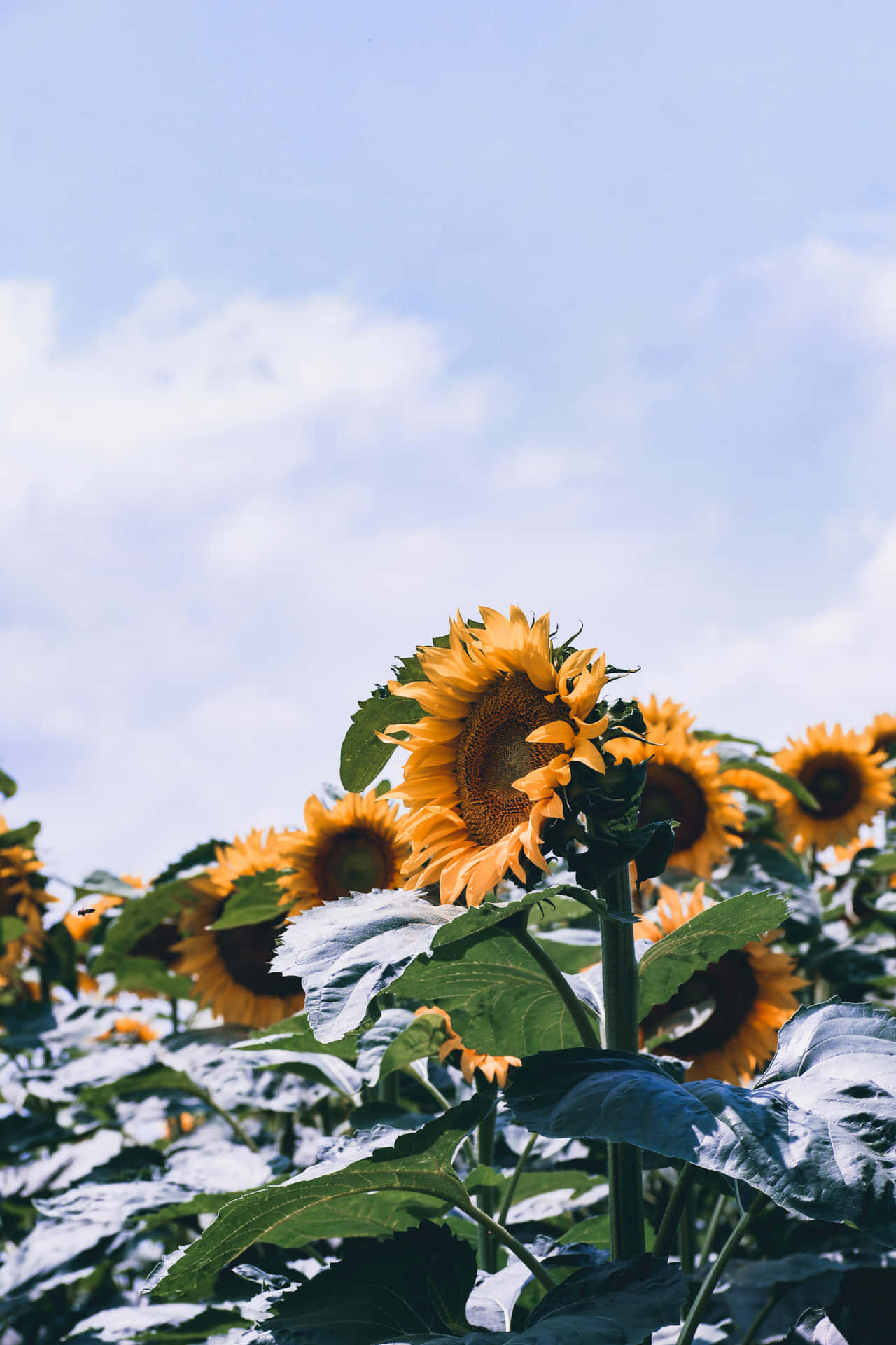 Enjoy The Beautiful Sunflower Aesthetic On Your Iphone! Background