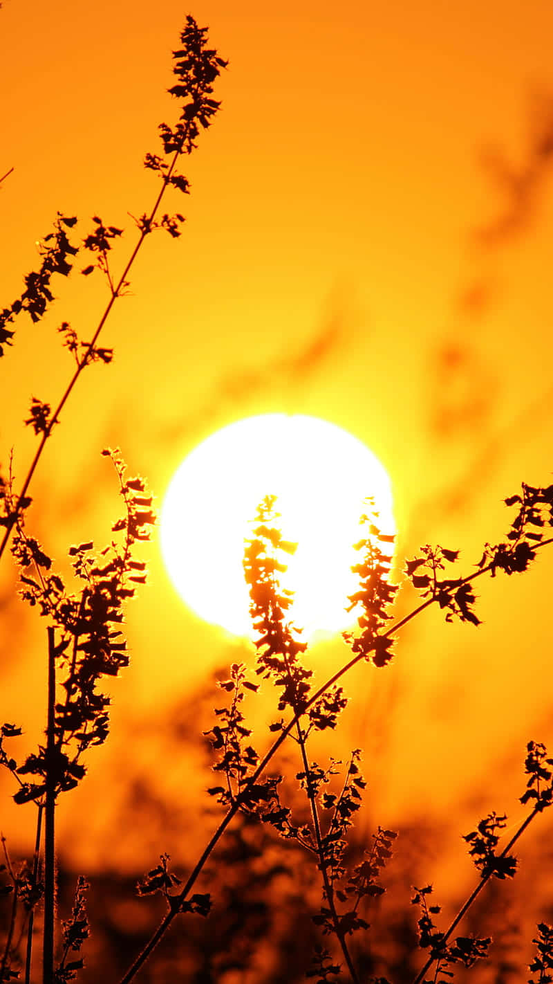 Enjoy The Beautiful Sunshine Background