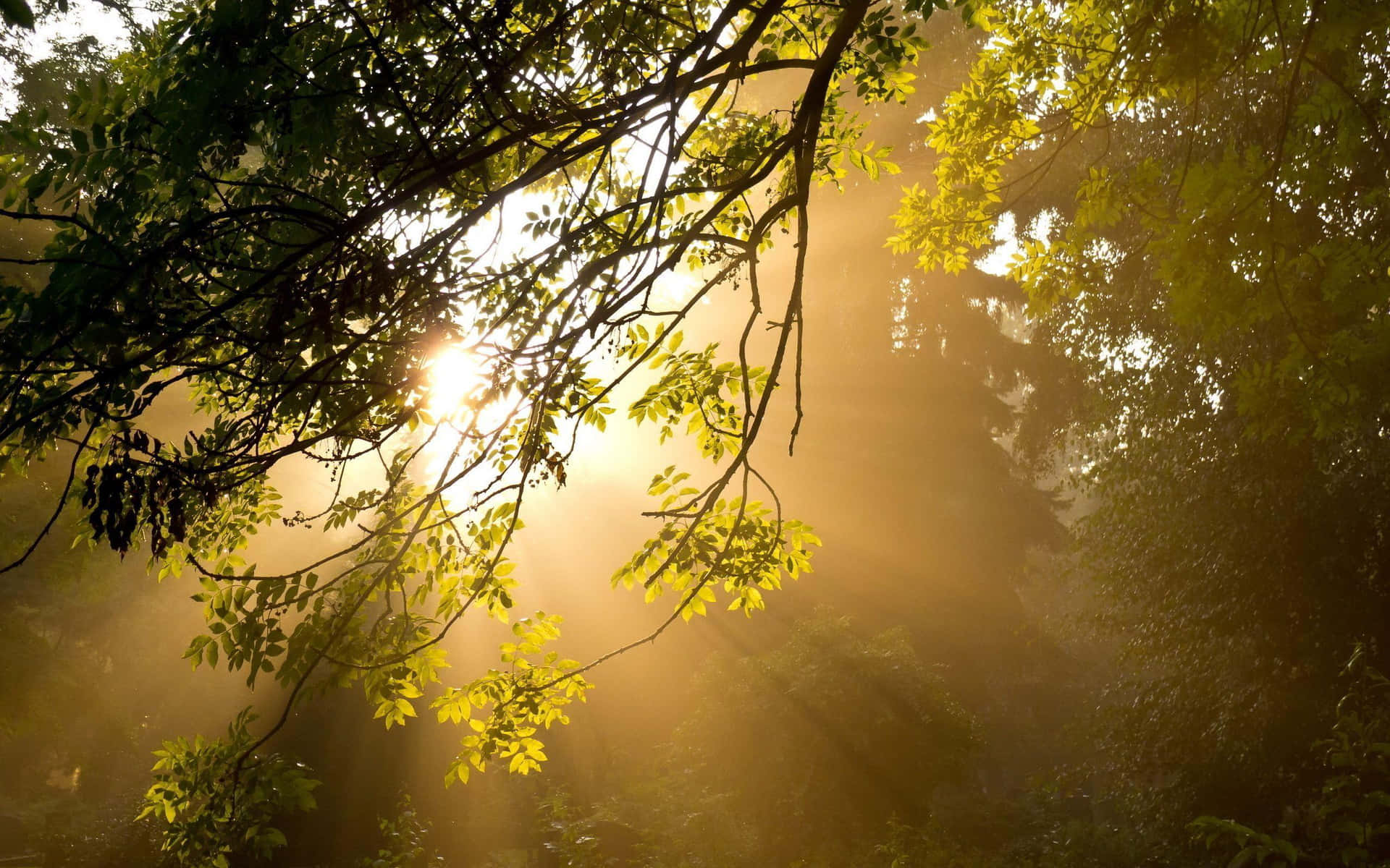 Enjoy The Beautiful Sunshine On A Fall Day. Background