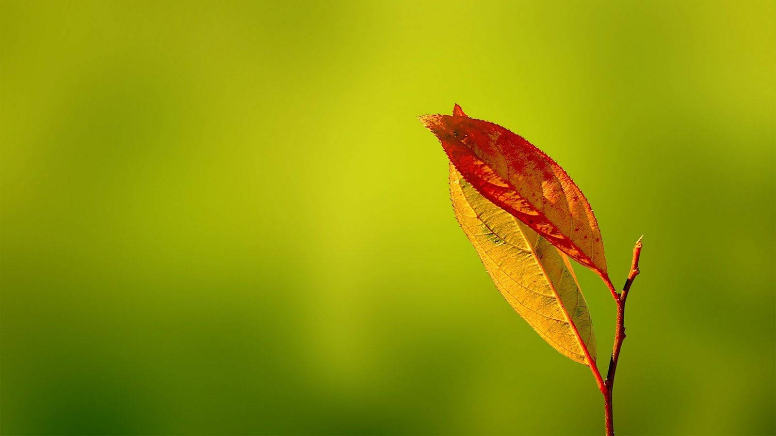 Enjoy The Beautiful Vibrancy Of This Orange And Yellow Leaf! Background