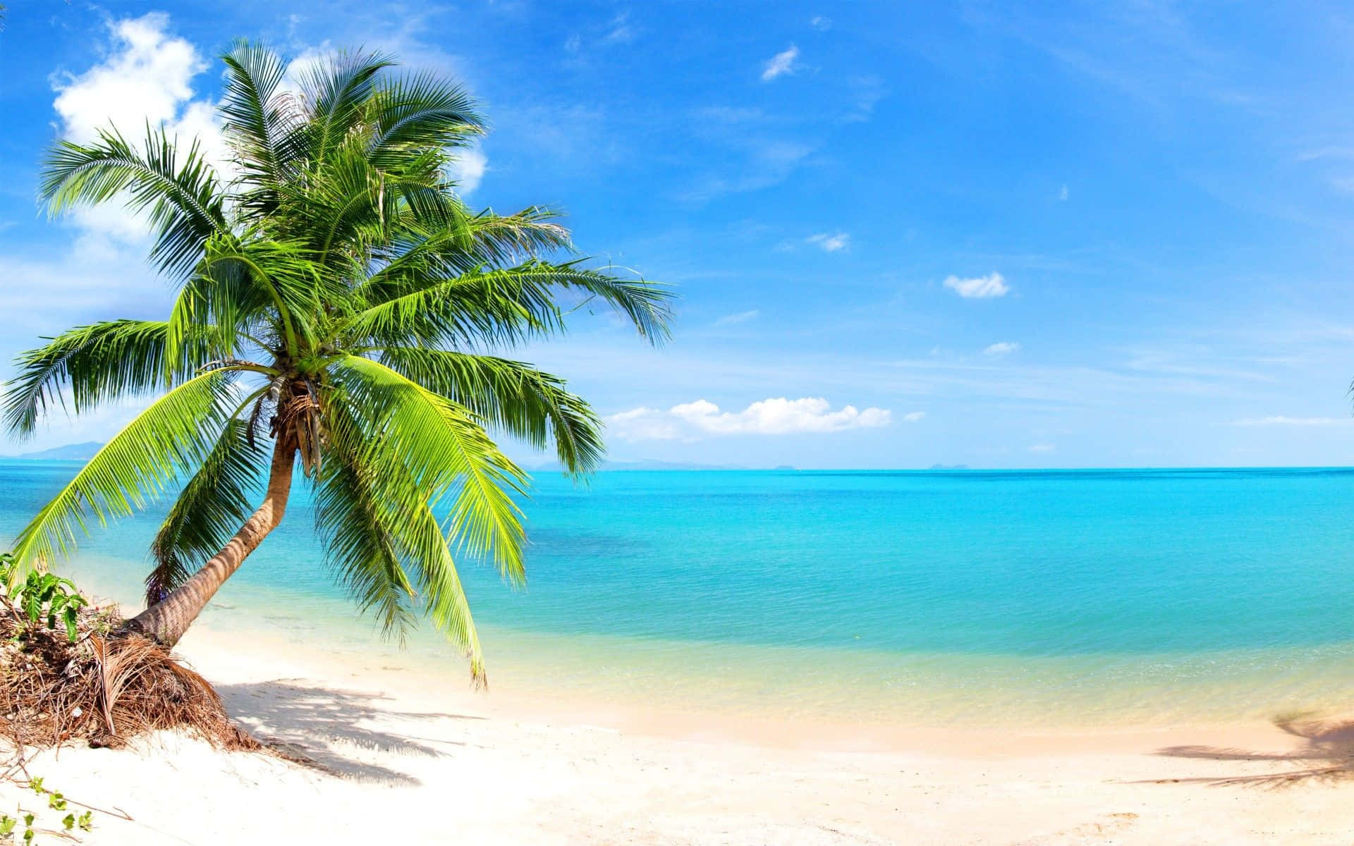 Enjoy The Beautiful View Of A Palm-tree Beach Background