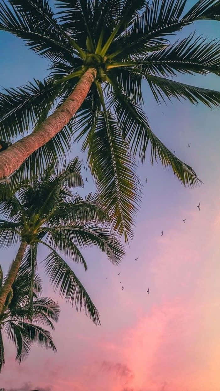 Enjoy The Beautiful View Of This Cute Palm Tree Background