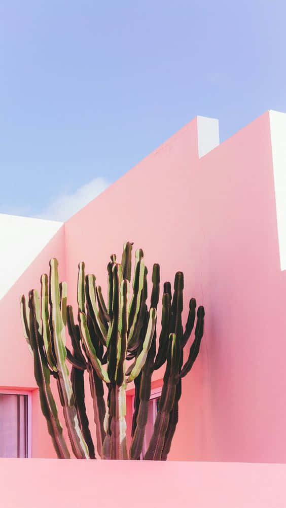 Enjoy The Beauty And Peace Of Desert Cacti With This Stylish Iphone Wallpaper Background