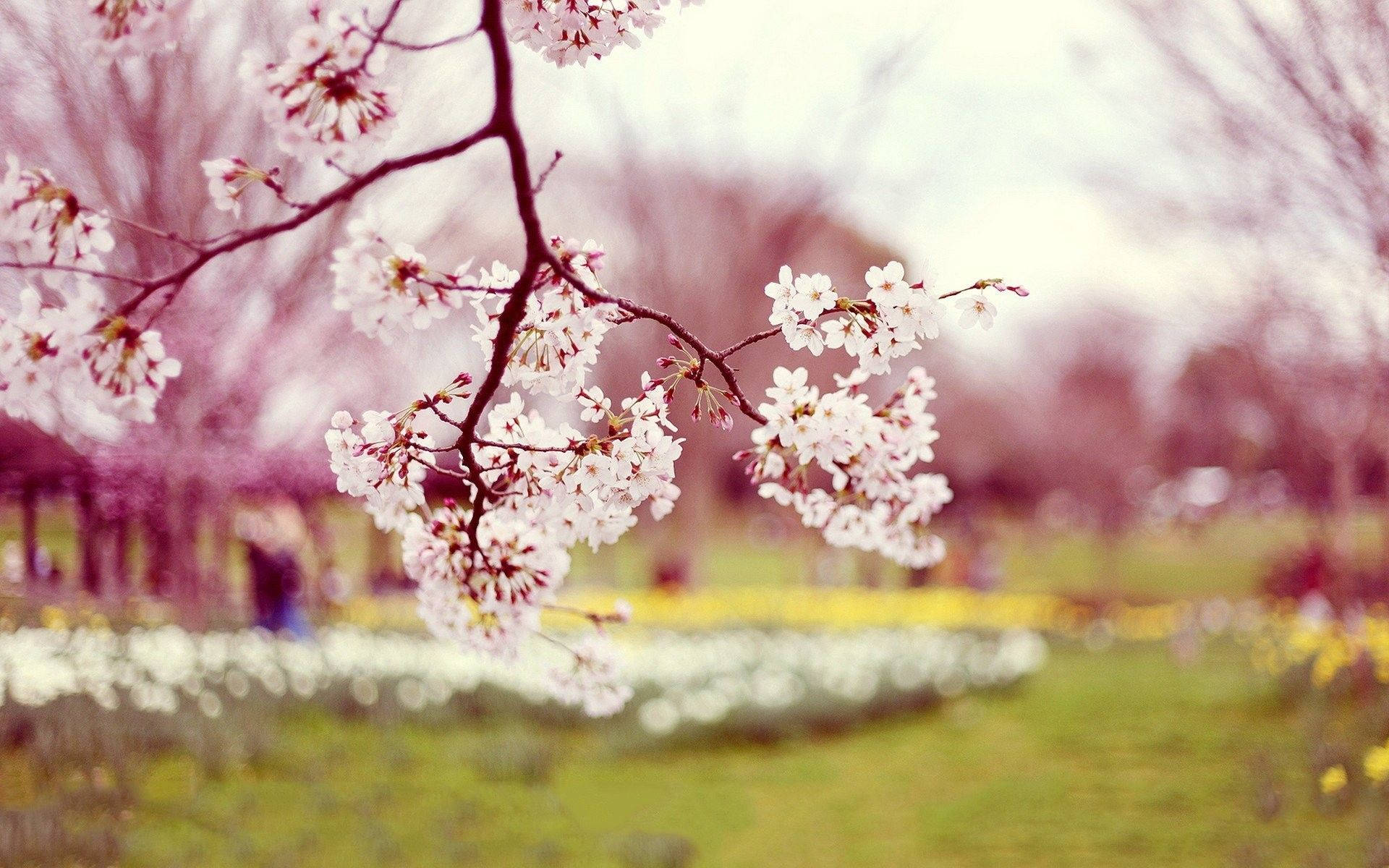 Enjoy The Beauty Of A Blossoming Spring Background