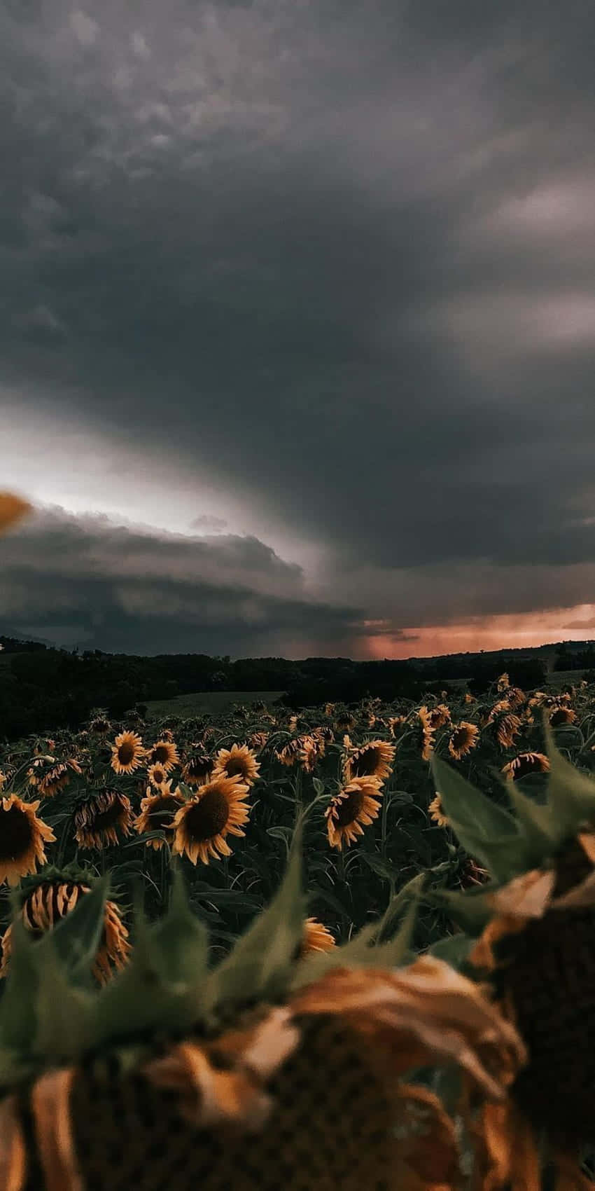 Enjoy The Beauty Of A Bright Yellow Sunflower With This Aesthetic Iphone Wallpaper. Background