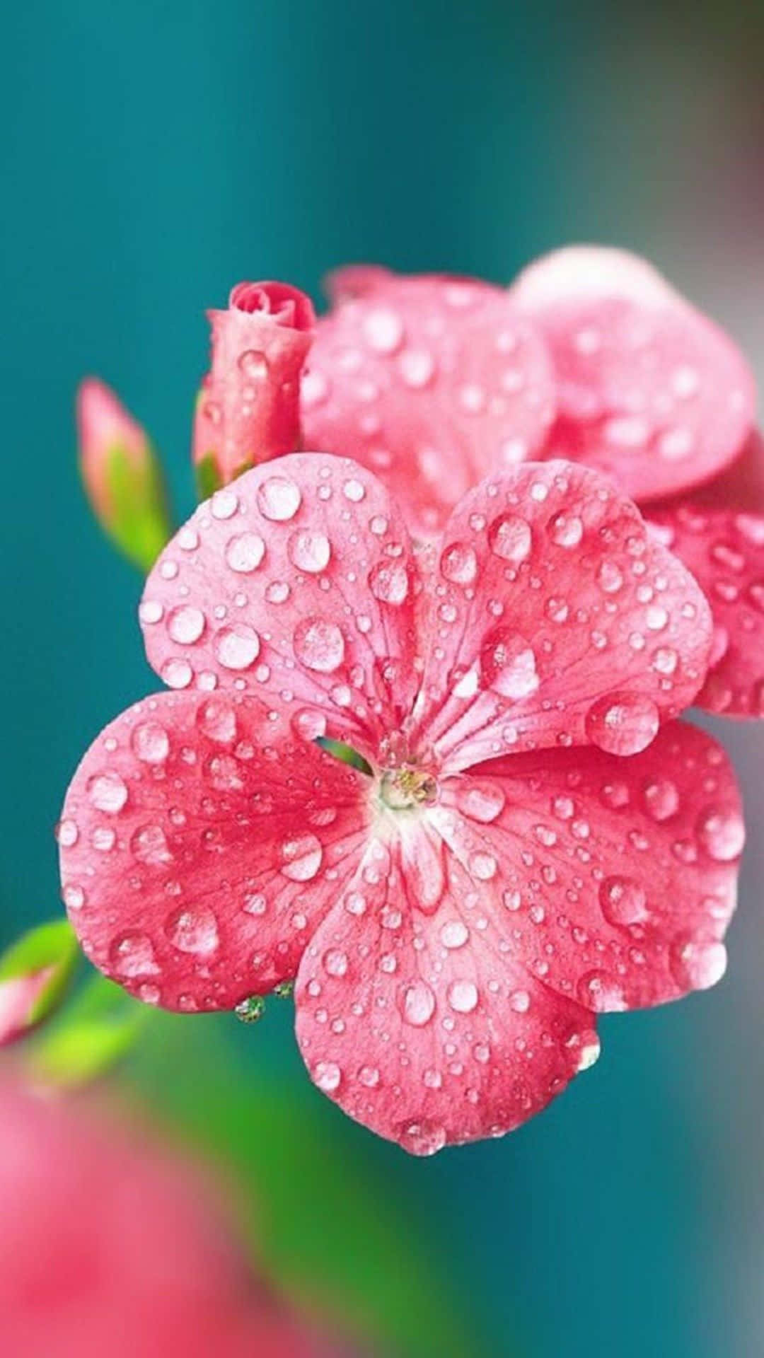 Enjoy The Beauty Of A Colorful Flower On Your Iphone! Background