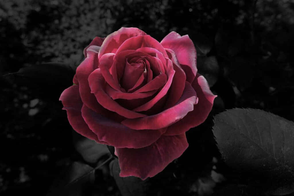 Enjoy The Beauty Of A Cool Rose Background