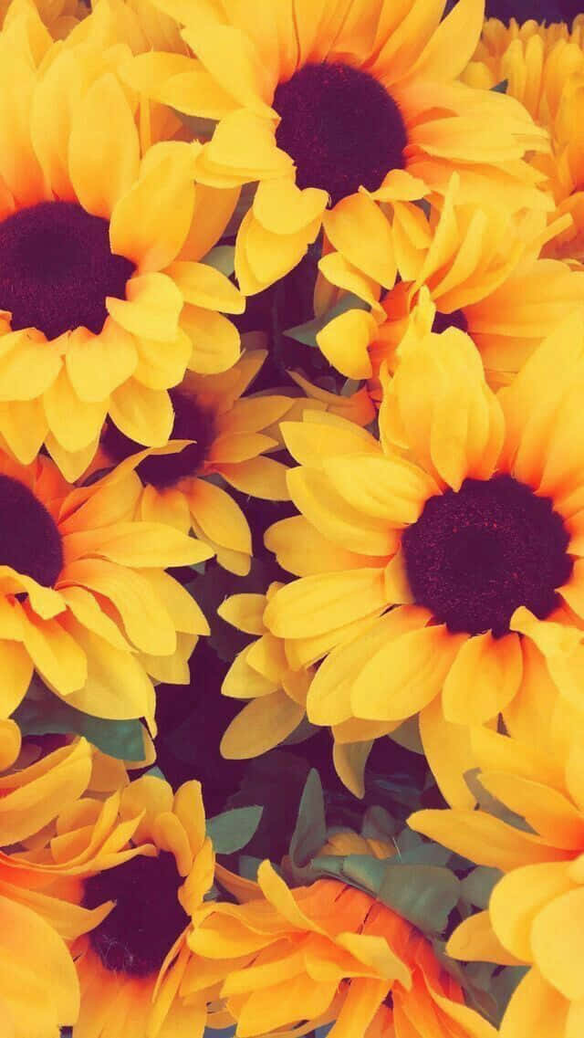 Enjoy The Beauty Of A Field Of Vibrant Sunflower Yellow. Background